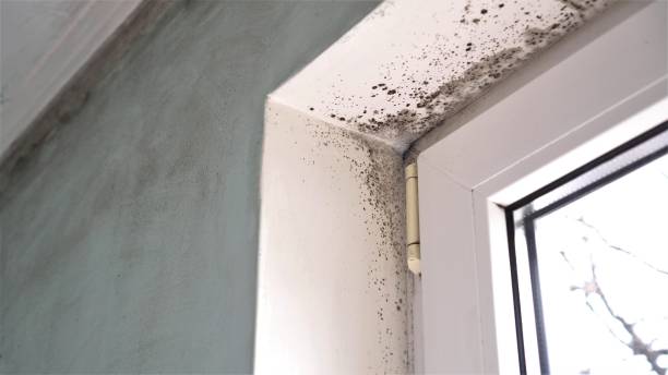 Best Bathroom Mold Remediation in Lamar, TX