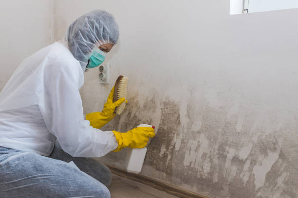 Best Attic Mold Remediation in Lamar, TX