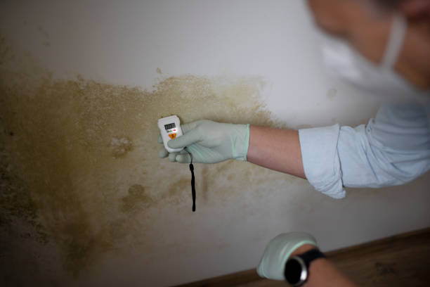 Best Insurance-Related Mold Remediation in Lamar, TX