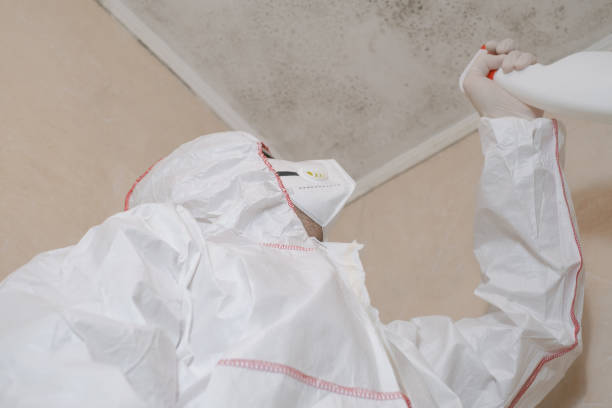 Best White Mold Remediation in Lamar, TX