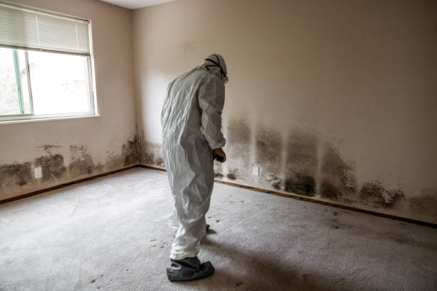 Best Mold Testing and Inspection Services in Lamar, TX