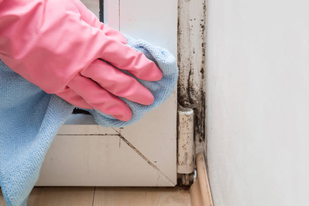 Best Kitchen Mold Remediation in Lamar, TX