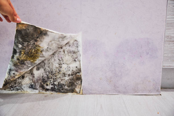Reliable Lamar, TX Mold Remediation Solutions
